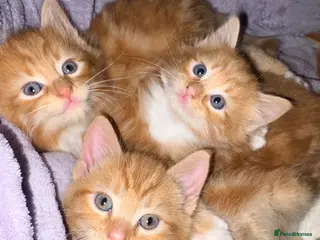 Mixed Breed cats Ginger kittens - Advert 11