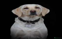 Labrador Retriever dogs for sale: 9 KC Registered White/Yellow Labrador puppies in Prestatyn - Image 12
