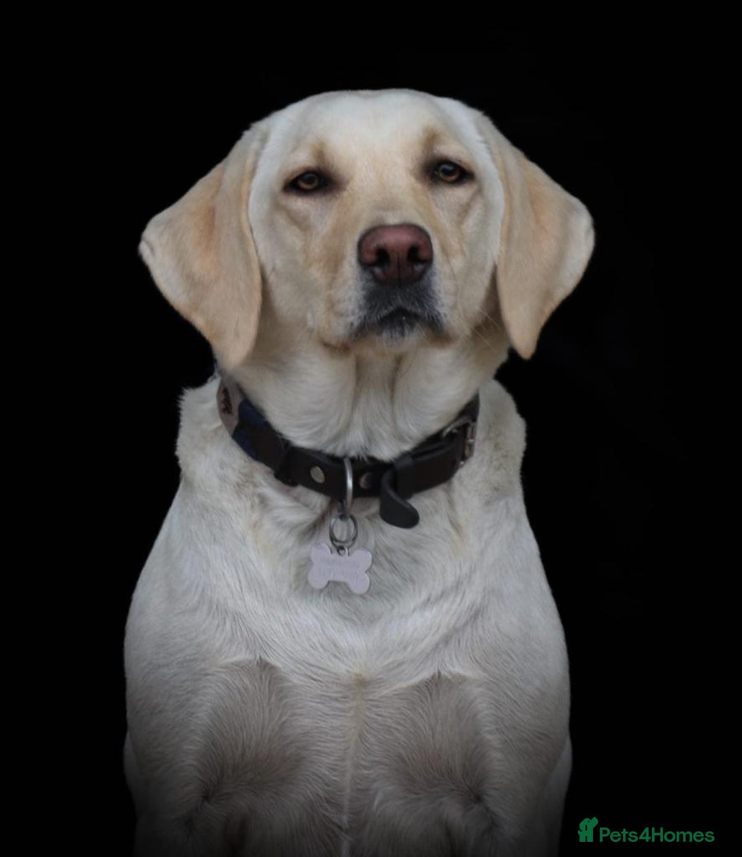 Labrador Retriever dogs for sale: 9 KC Registered White/Yellow Labrador puppies in Prestatyn - Image 12
