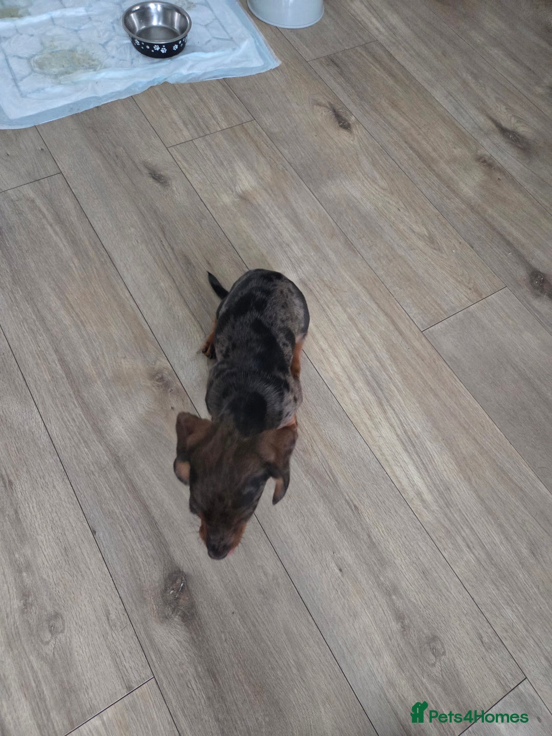 Dachshund dogs for sale: Dacschund puppy for sale - Image 3