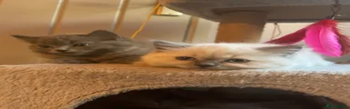 Female 