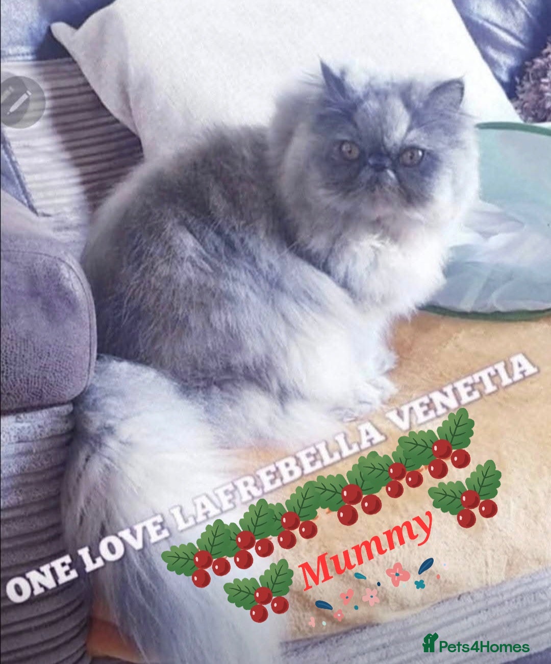 Persian cats for sale: Chunky blue/cream Exotic girl  - Advert 3