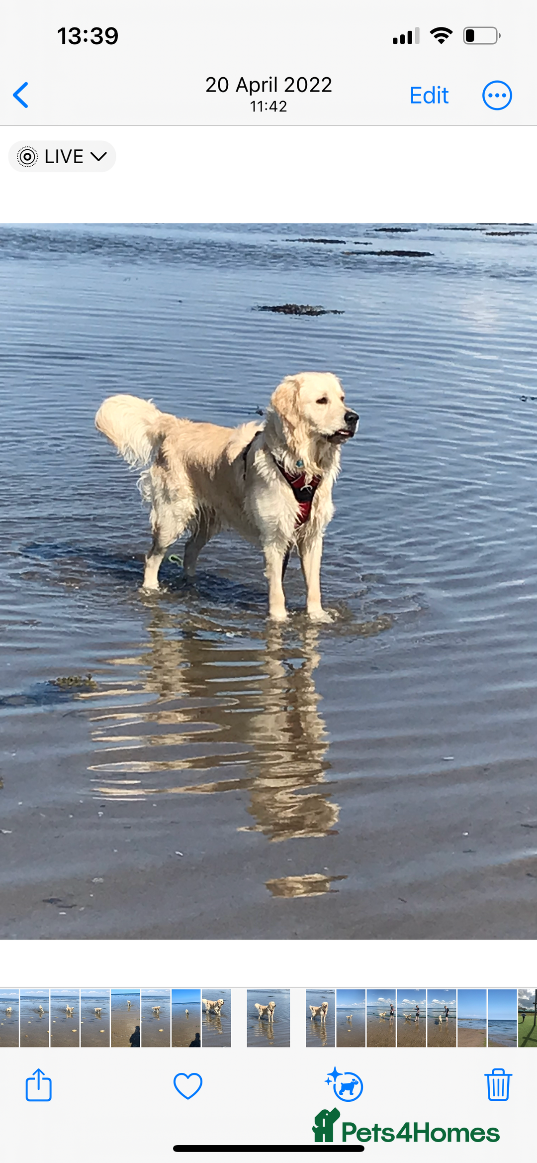 Golden Retriever dogs for sale: Golden retriever, 4 years old - Advert 8