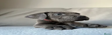 Cane Corso 4