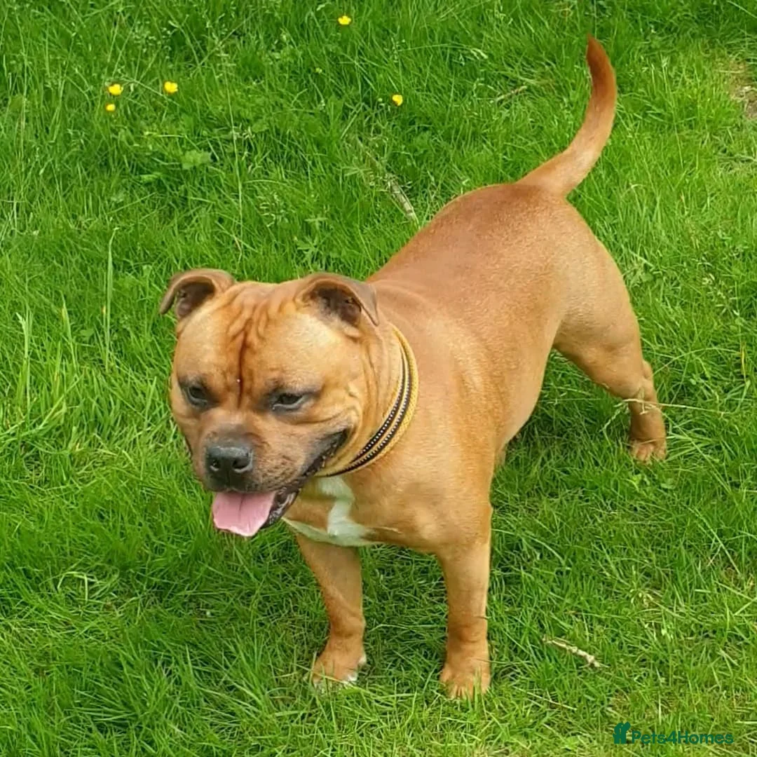 Staffordshire Bull Terrier dogs for stud: 🥨CHIEF CHAMPION SIRED.🥨🏆  in Rochdale - Advert 5