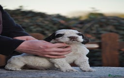 English Springer Spaniel dogs for sale: English springer spaniel puppies  - Advert 3