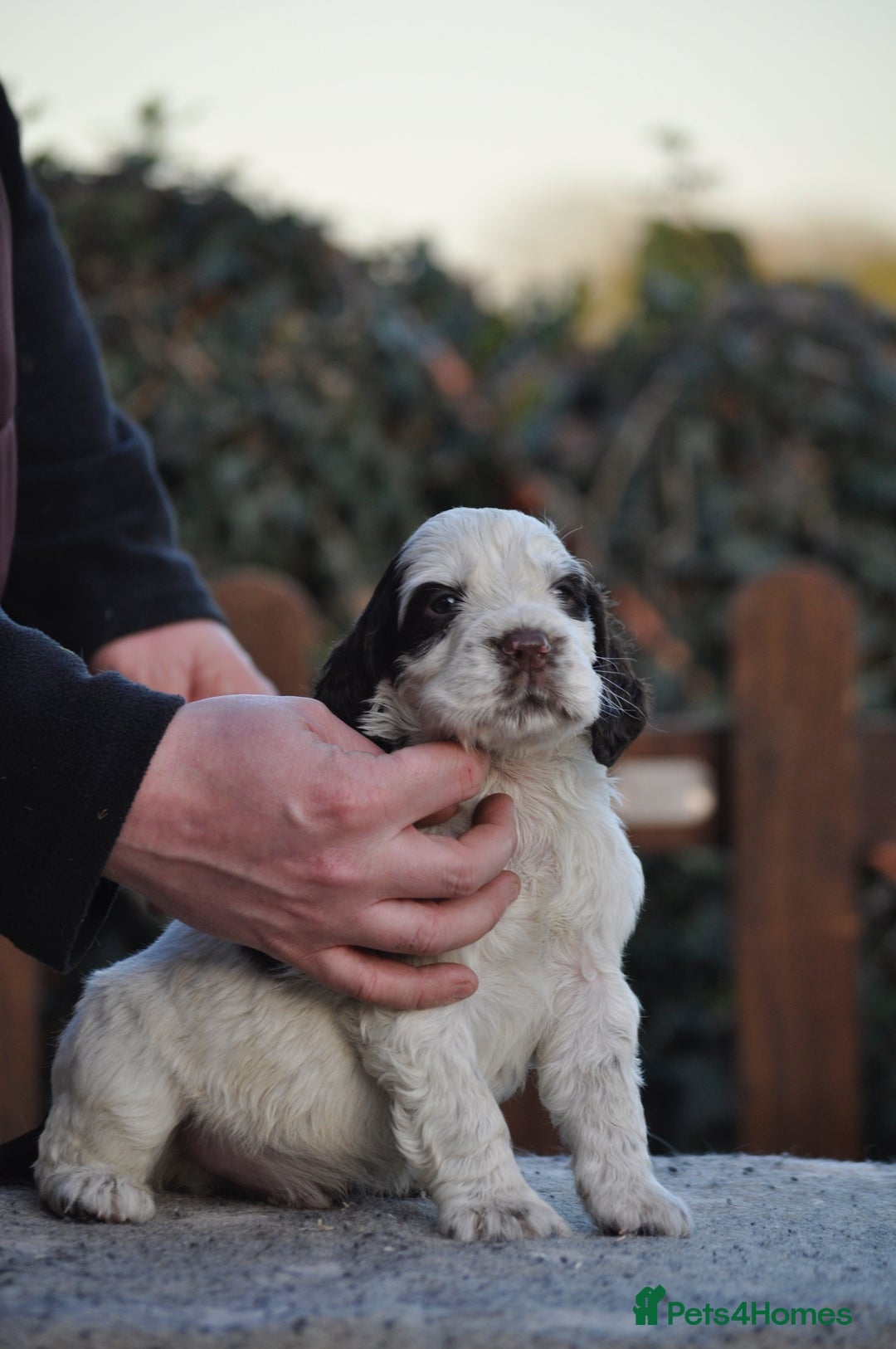 English Springer Spaniel dogs for sale: English springer spaniel puppies  - Advert 3