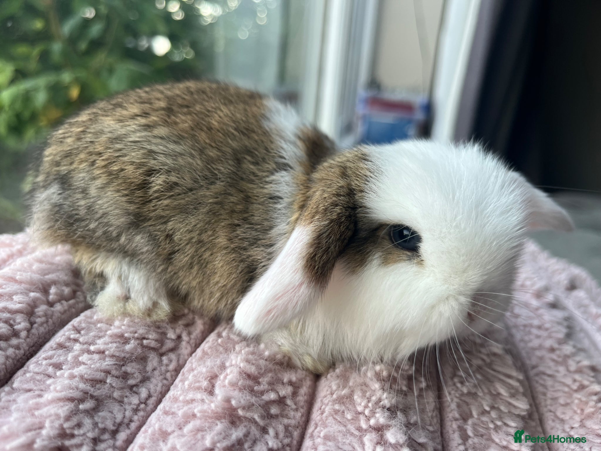 Mini Lop rabbits for sale: Male mini lop kits RTL 16th June - Advert 4