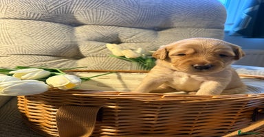 Australian Labradoodle dogs - Advert 8