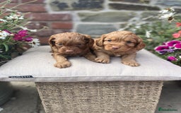 Cockapoo dogs for sale: Beautiful Toy Cockapoo puppies - Image 2