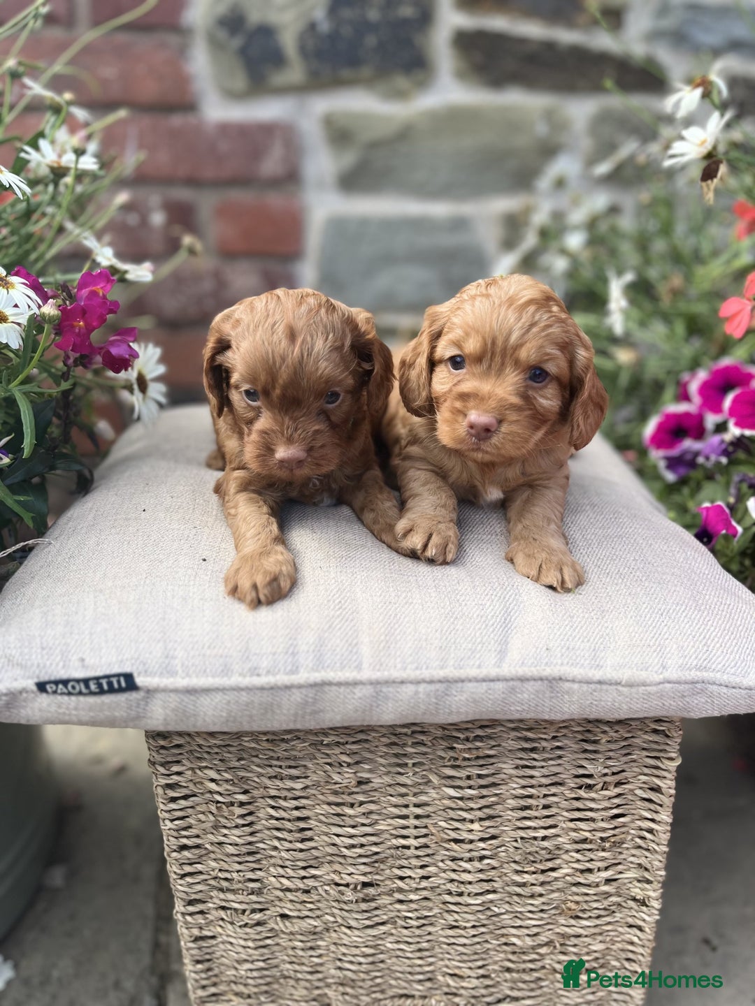Cockapoo dogs for sale: Beautiful Toy Cockapoo puppies - Image 2