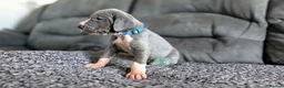 Great Dane dogs for sale: Exceptional Great Dane puppies 🐶  - Advert 27