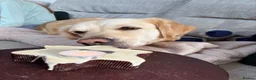 Golden Retriever dogs for sale: Golden retriever puppies - Advert 5