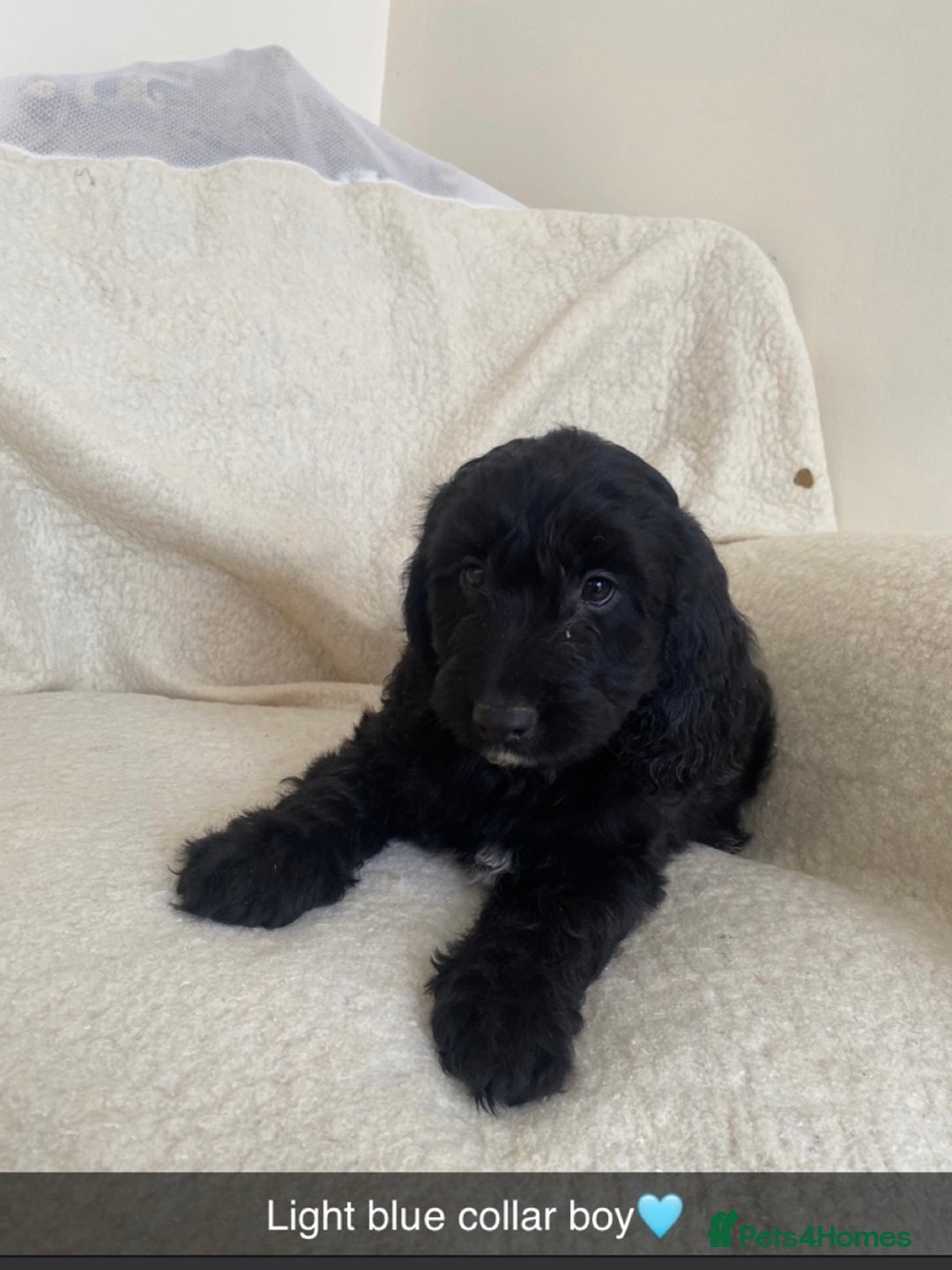 Cockapoo dogs for sale: 5 gorgeous cockapoo pups for sale  - Image 7