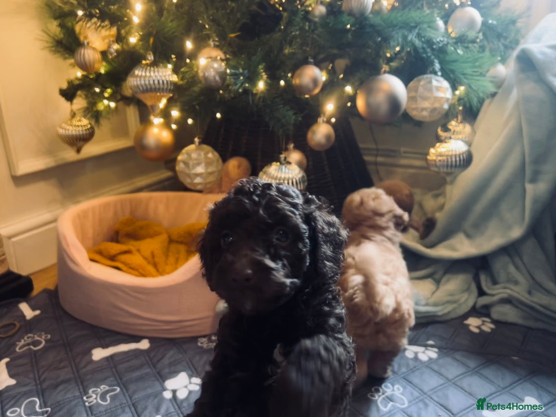 Cockapoo dogs for sale: Cockapoos ready 22.11 1 boy and 2 girls left💙🩷🩷 - Advert 9