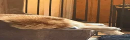 Chow Chow dogs for sale: Kc Registered Chow Chow Pups - Advert 18