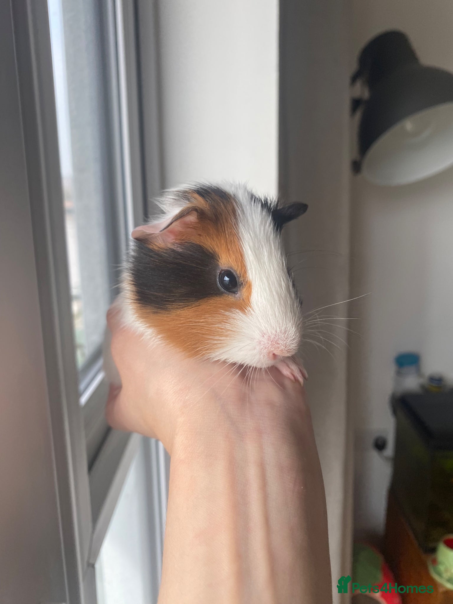 Guinea Pig rodents 2 male baby Guinea pigs  - Advert 1