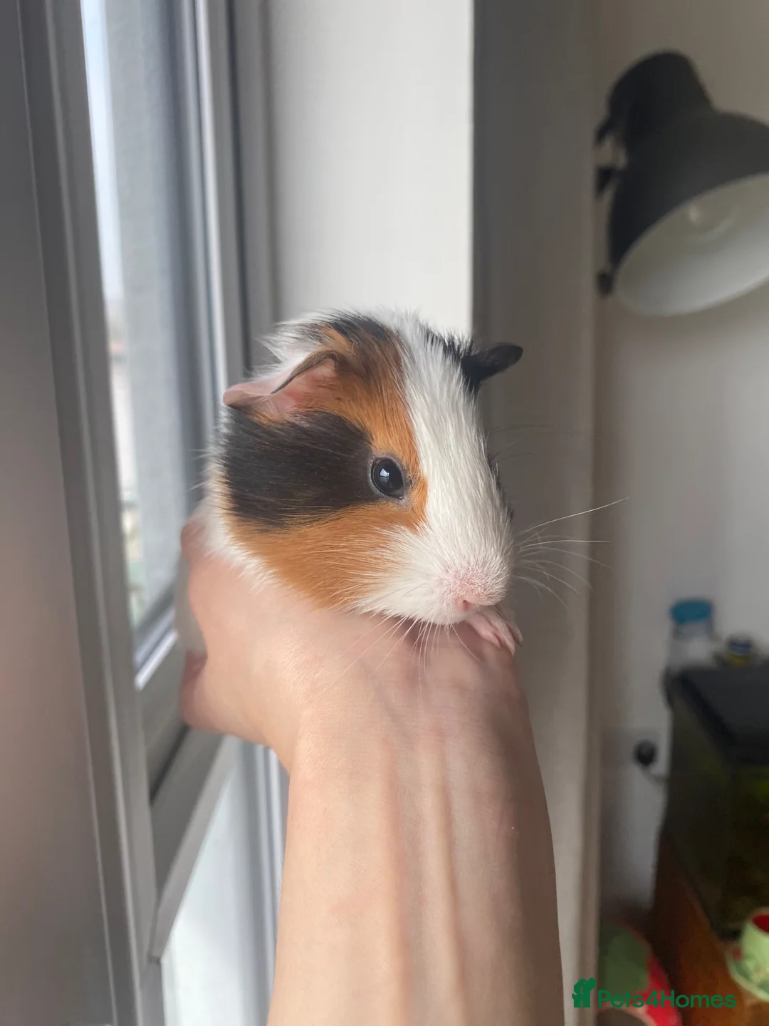 Guinea Pig rodents for sale: 2 male baby Guinea pigs  - Advert 1