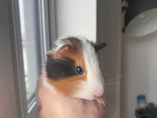 Guinea Pig rodents 2 male baby Guinea pigs - Advert 1