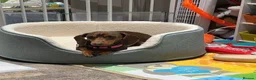 Miniature Dachshund dogs for sale: Miniature Dachshund  - Advert 2