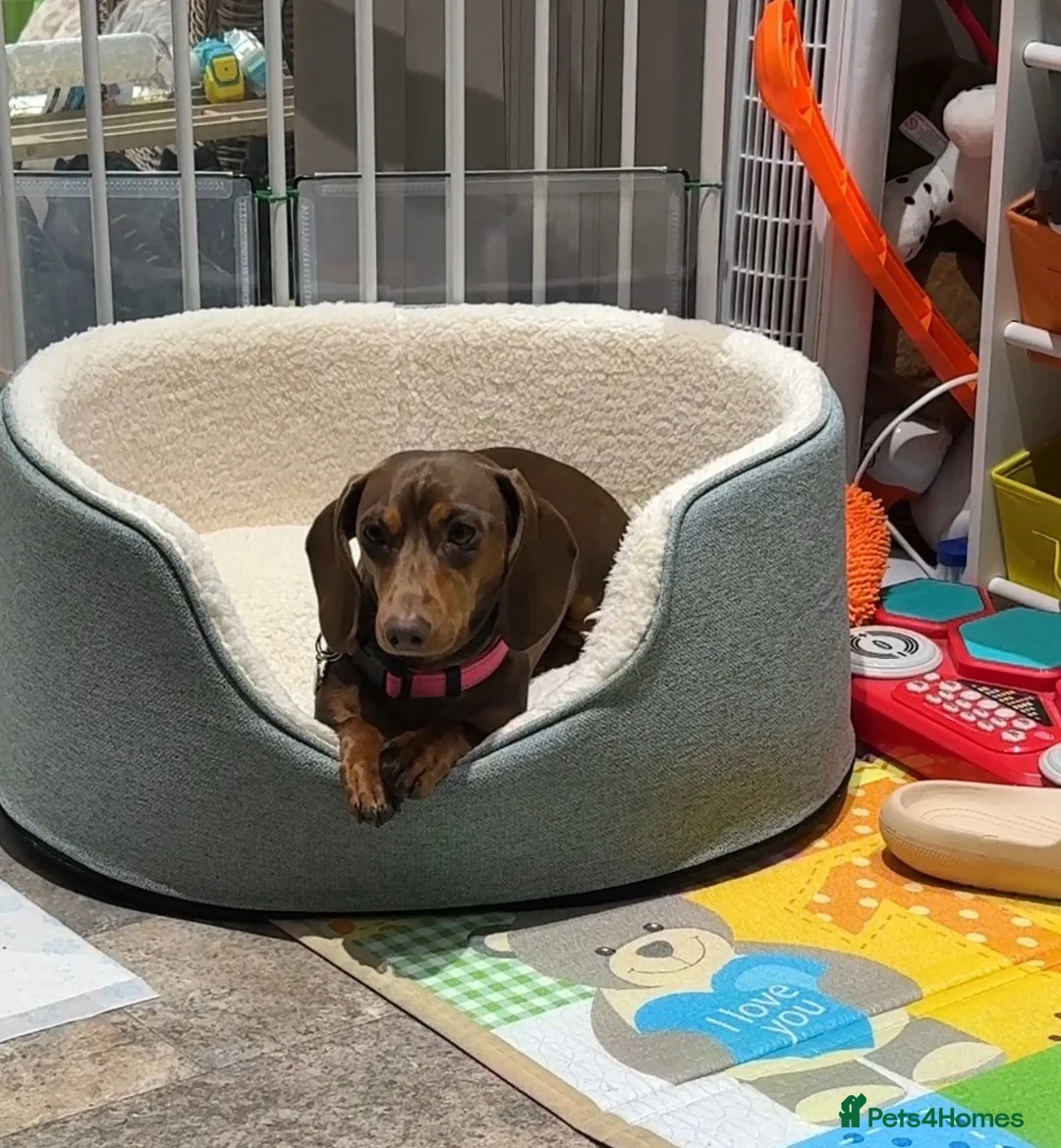 Miniature Dachshund dogs for sale: Miniature Dachshund  - Advert 2