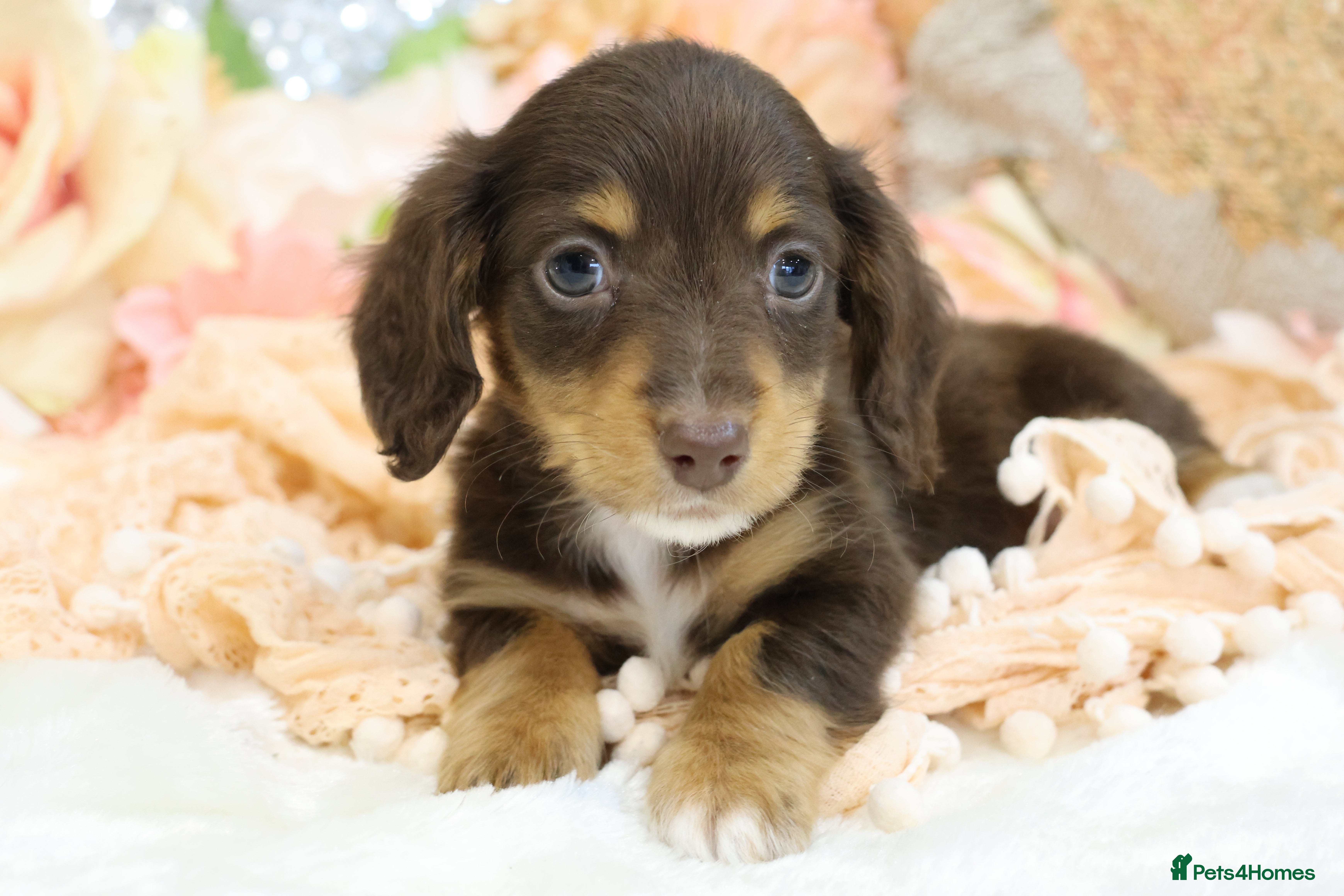 Miniature Dachshund dogs KC Longhair Miniature Dachshund Puppies - Advert 15