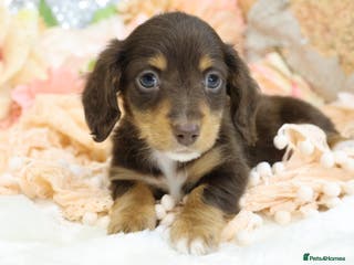 Miniature Dachshund dogs KC Longhair Miniature Dachshund Puppies - Advert 15