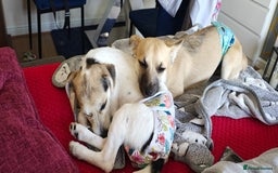 Chorkie dogs for sale: Gorgeous, little chorkie girl  - Image 6