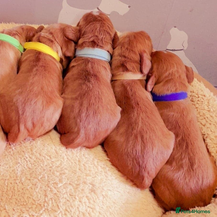 Cocker Spaniel dogs Stunning dark fox red and golden cockers - Advert 1