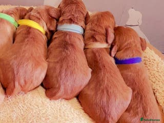 Cocker Spaniel dogs Stunning dark fox red and golden cockers - Advert 6