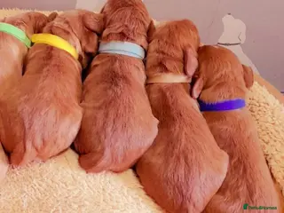 Cocker Spaniel dogs Stunning dark fox red and golden cockers - Advert 6