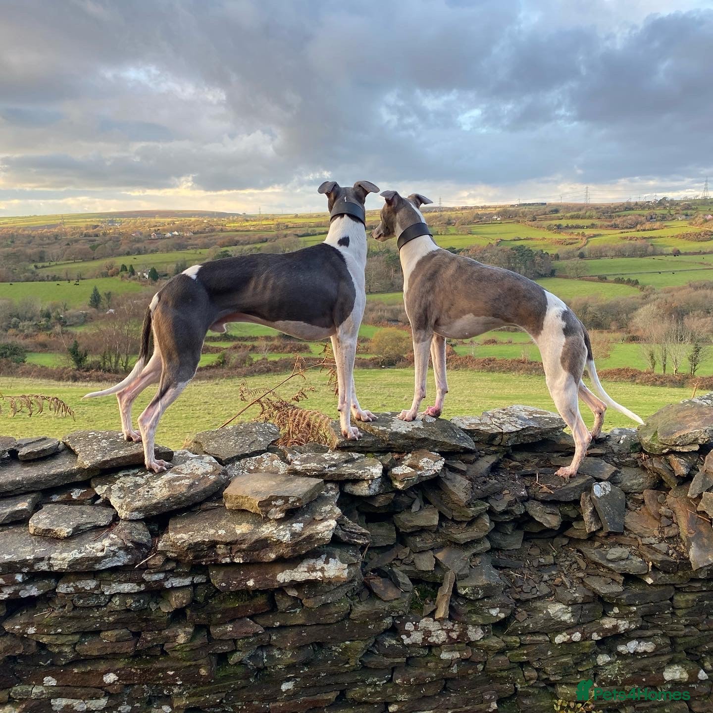 Whippet dogs for sale: Stunning kc reg whippets. Very well bred  - Advert 6
