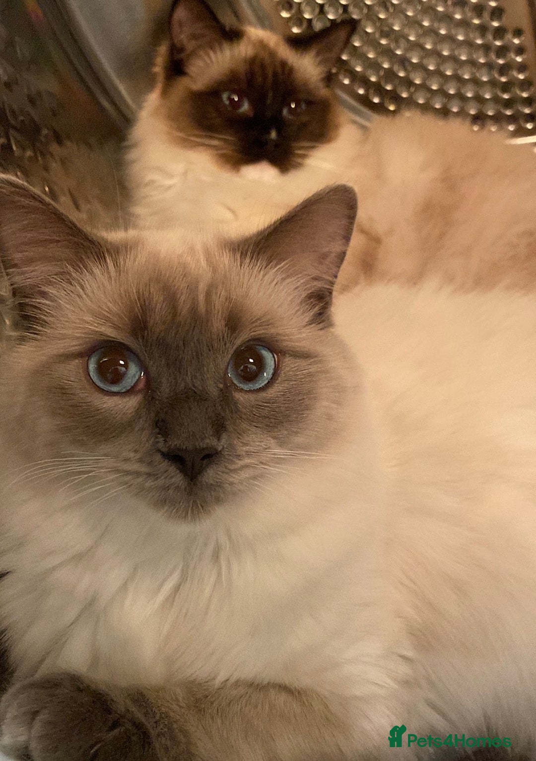Ragdoll cats for sale: Beautiful Ragdoll Kittens ready to go!💙 - Image 27