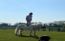 Other Breed horses for sale: Amazing pony club pony  - Image 7