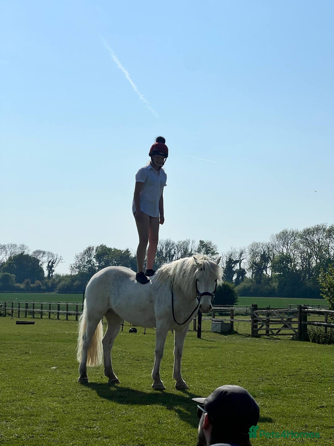 Other Breed horses for sale: Amazing pony club pony  - Image 7