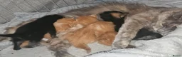Mixed Breed cats for sale: Beautiful kittens ( ginger girls)  - Advert 4