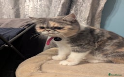 Exotic cats for sale: Ideal pet looking for loving home - Image 1