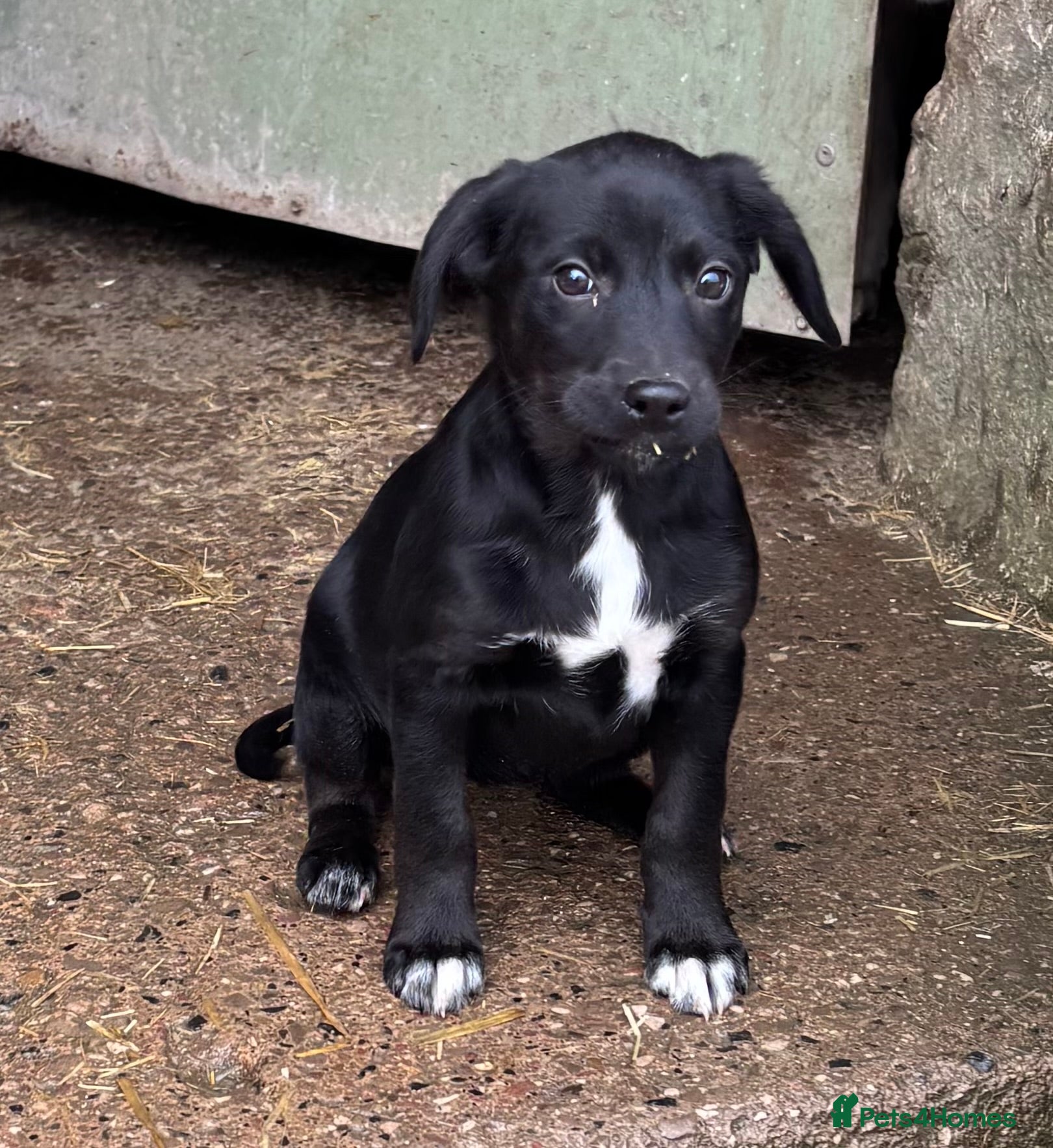 Borador dogs Gorgeous puppies - Advert 1