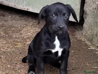 Borador dogs Gorgeous puppies - Advert 3