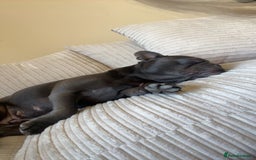 French Bulldog dogs for sale: French bulldog - Image 2