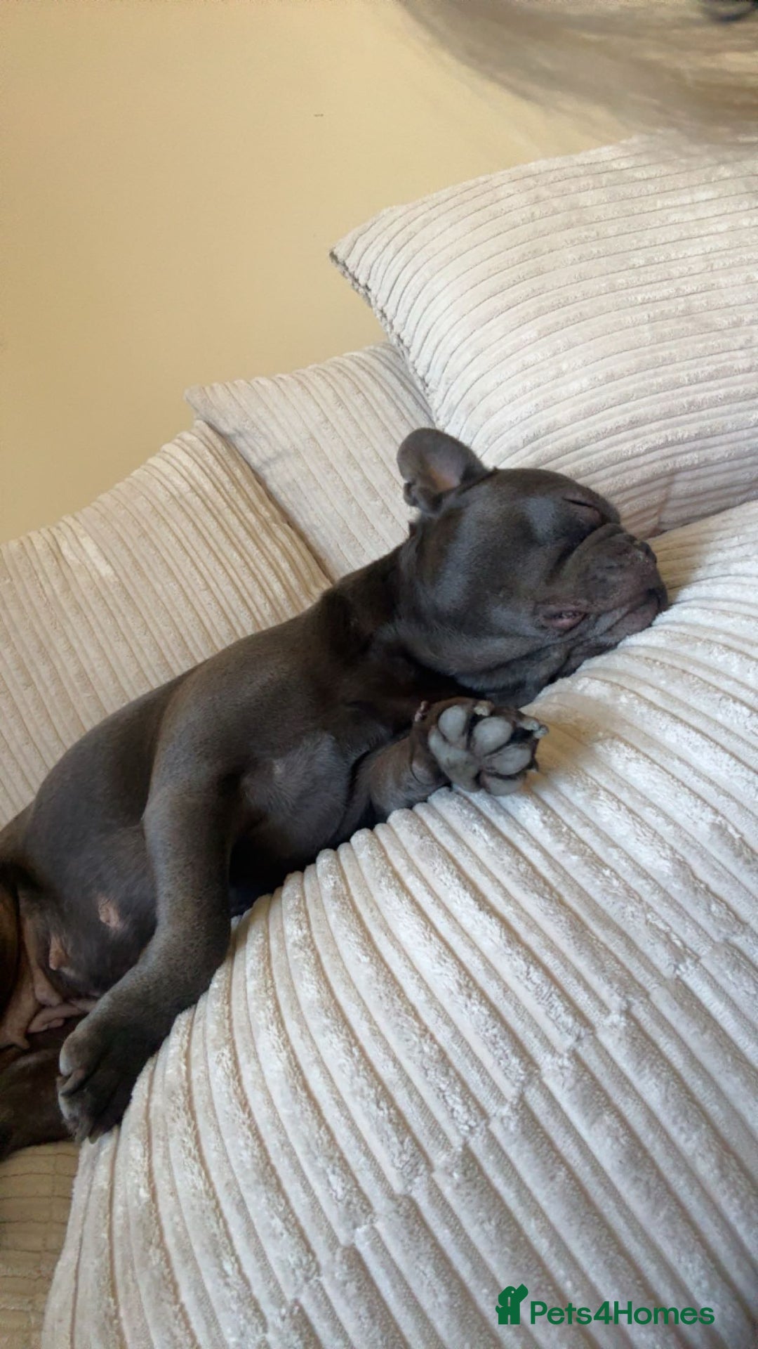 French Bulldog dogs for sale: French bulldog - Image 2