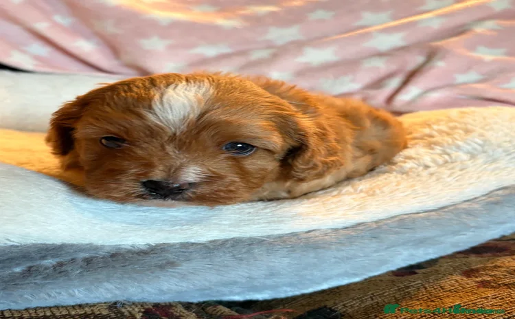 Cavapoo dogs - Advert 6