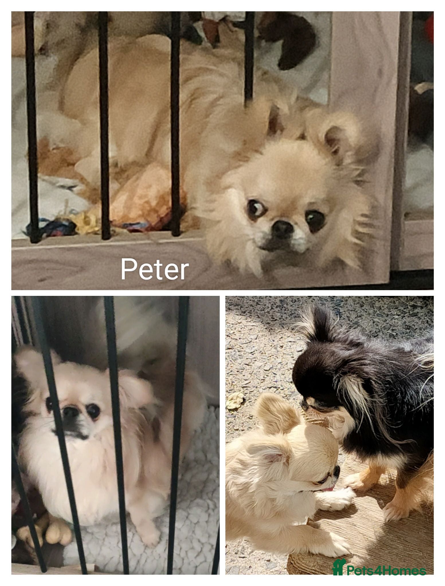 Chihuahua dogs Three stunning long coat puppies  - Advert 2