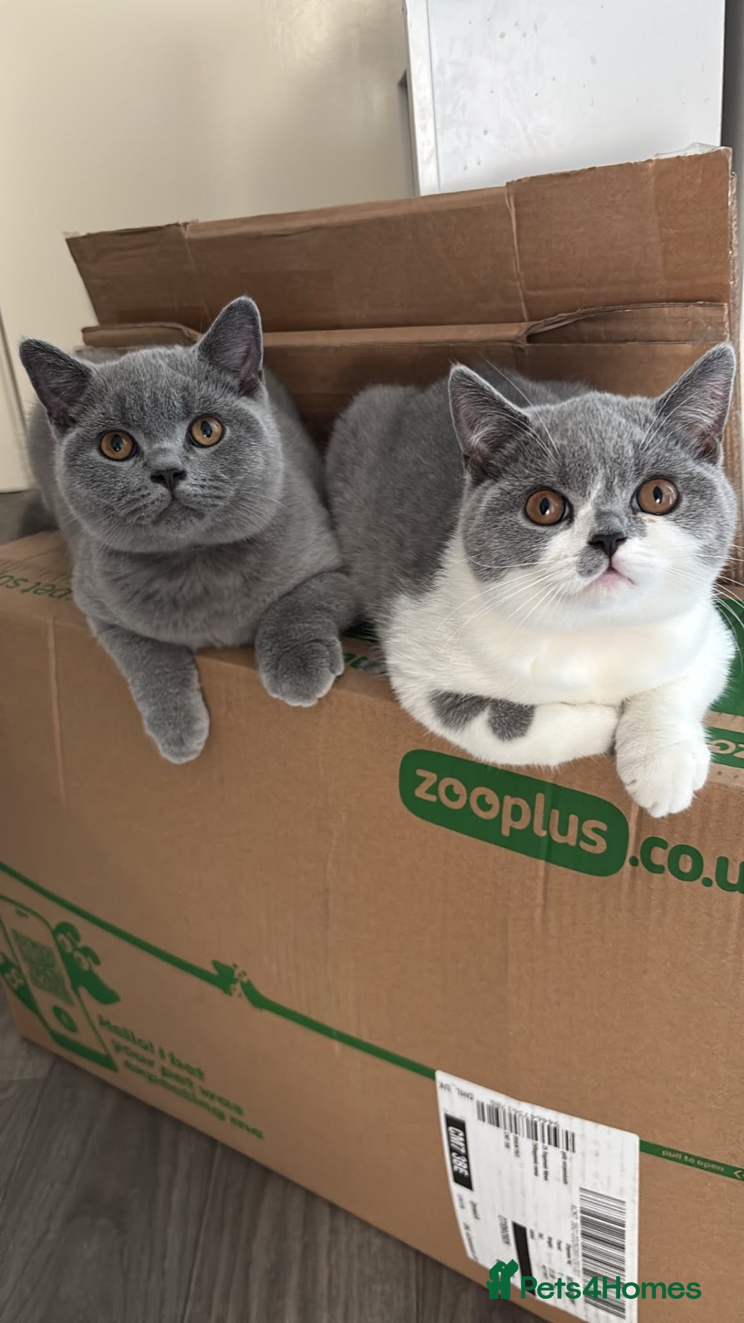 British Shorthair cats 🧸last 4 Chunky British Shorthair Kittens left🧸 - Advert 1