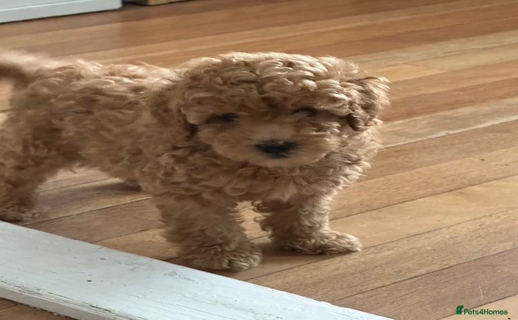 Toy Poodle dogs - Advert 4