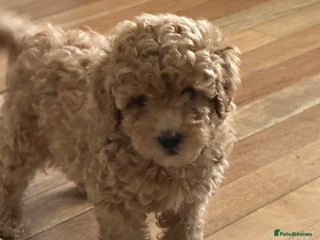 Toy Poodle dogs - Advert 13