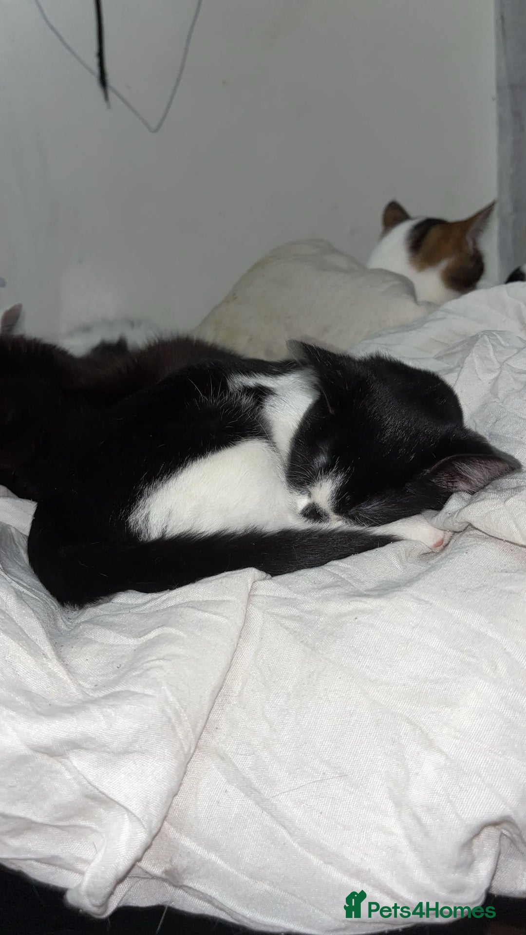 American Shorthair cats for sale: 3 black and white cats - Advert 10