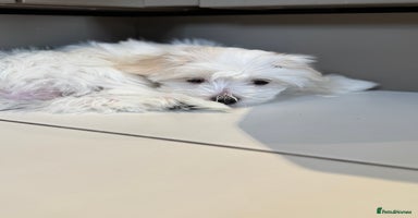 Maltese dogs - Advert 1