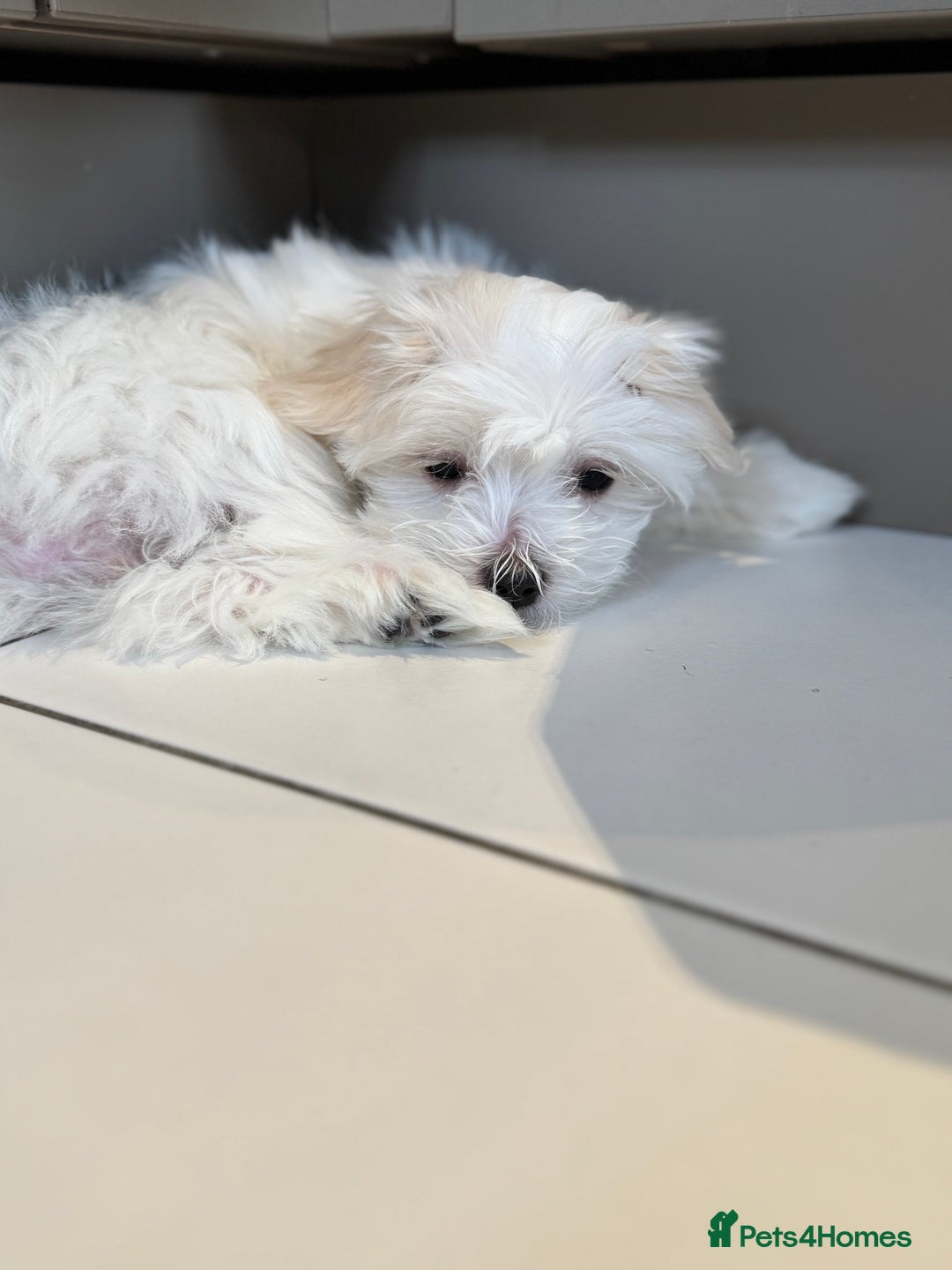 Maltese dogs for sale: 5 Generation KC registered Maltese - Image 3