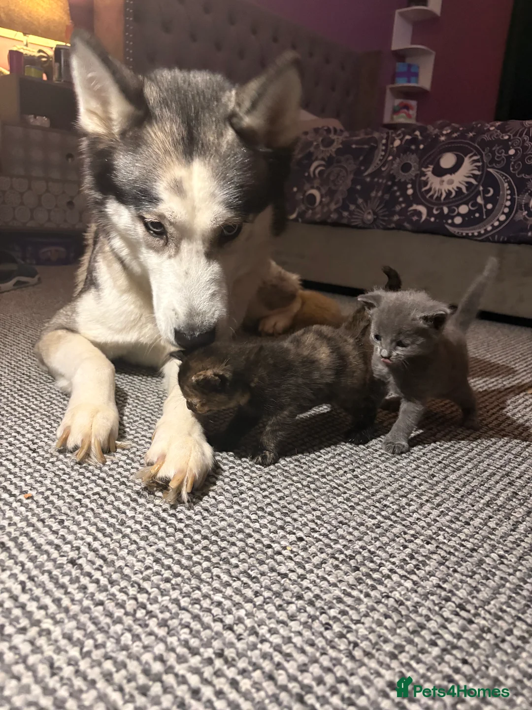 Mixed Breed cats for sale: Blue and tabby kittens  - Advert 4